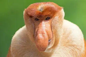 Iarvatus: Proboscis / Long-nosed Monkey - chief male