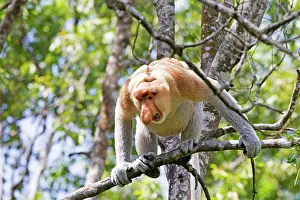 Iarvatus: Proboscis / Long-nosed Monkey - chief male