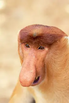 Iarvatus: Proboscis / Long-nosed Monkey - chief male