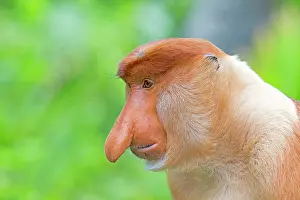 Iarvatus: Proboscis / Long-nosed Monkey - chief male