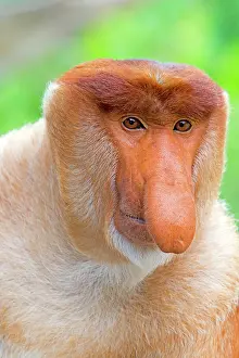 Iarvatus: Proboscis / Long-nosed Monkey - chief male