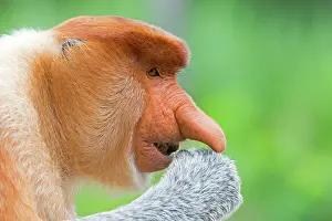 Iarvatus: Proboscis / Long-nosed Monkey - chief male