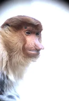 Proboscis: Proboscis / Long-nosed MONKEY - close-up of head