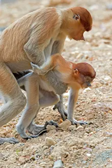 Iarvatus: Proboscis / Long-nosed Monkey - dummy coupling