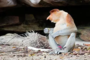 Iarvatus: Proboscis / Long-nosed Monkey - eating leaves