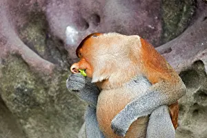 Iarvatus: Proboscis / Long-nosed Monkey - eating leaves