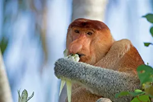 Sarawak: Proboscis / Long-nosed Monkey - eating leaves