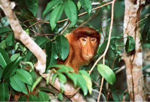 Proboscis: Proboscis / Long-nosed MONKEY - face amongst branches
