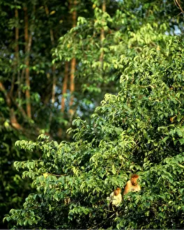 Nosed: Proboscis / Long-nosed MONKEY - family group in