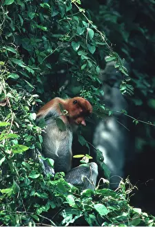 Kallen Marc Ferrero: Proboscis / Long-nosed MONKEY - feeding along river