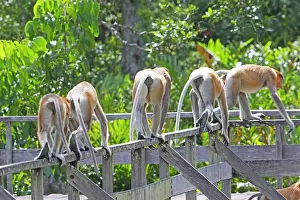 Troop: Proboscis / Long-nosed Monkey - at feeding station