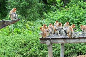 Troop: Proboscis / Long-nosed Monkey - at feeding station