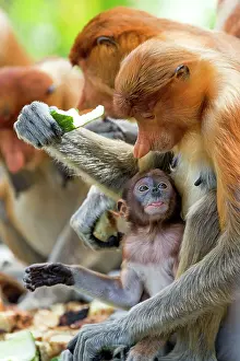 Troop: Proboscis / Long-nosed Monkey - at feeding station