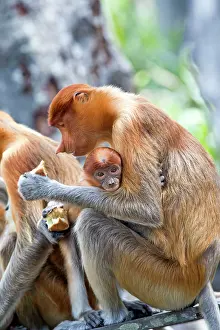 Troop: Proboscis / Long-nosed Monkey - at feeding station