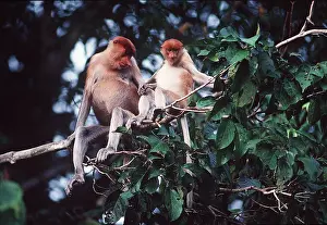 Kallen Marc Ferrero: Proboscis / Long-nosed MONKEY - female and young