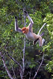 Iarvatus: Proboscis / Long-nosed Monkey - in flight jumping
