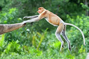 Iarvatus: Proboscis / Long-nosed Monkey - jumping