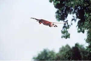 Kallen Marc Ferrero: Proboscis / Long-nosed MONKEY - jumps off tree to