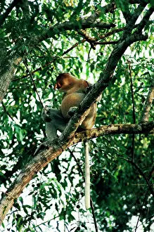 Distended: Proboscis / Long-nosed MONKEY - male with distended