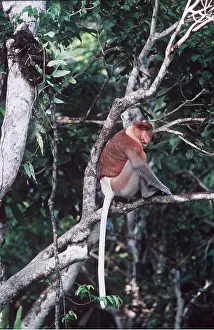 Proboscis: Proboscis / Long-nosed MONKEY - male in tree