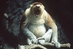 Proboscis: Proboscis / Long-nosed MONKEY - mouth open