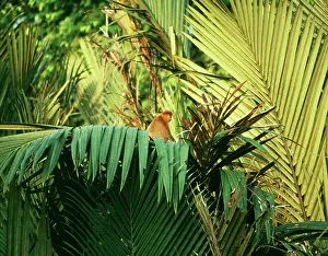 Fruticans: Proboscis / Long-nosed MONKEY - On Nipa Palm /