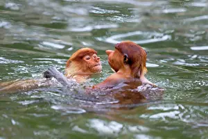 Iarvatus: Proboscis / Long-nosed Monkey - playing in water
