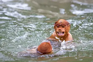 Iarvatus: Proboscis / Long-nosed Monkey - playing in water