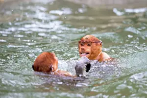 Iarvatus: Proboscis / Long-nosed Monkey - playing in water