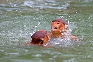 Iarvatus: Proboscis / Long-nosed Monkey - playing in water
