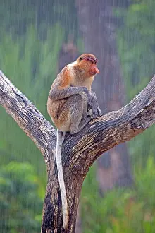 Iarvatus: Proboscis / Long-nosed Monkey - in the rain