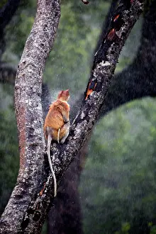 Iarvatus: Proboscis / Long-nosed Monkey - in the rain