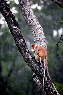 Iarvatus: Proboscis / Long-nosed Monkey - in the rain