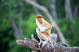 Iarvatus: Proboscis / Long-nosed Monkey - in rain
