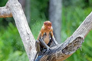 Iarvatus: Proboscis / Long-nosed Monkey - shaking off water