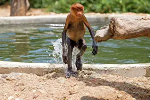 Iarvatus: Proboscis / Long-nosed Monkey - shaking off water