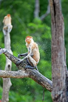 Iarvatus: Proboscis / Long-nosed Monkey - shaking off water