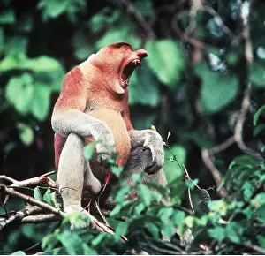 Nose: Proboscis / Long-nosed MONKEY - sitting in tree, calling
