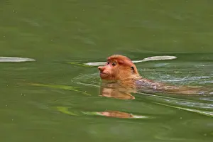 Iarvatus: Proboscis / Long-nosed Monkey - swimming