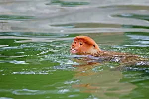 Iarvatus: Proboscis / Long-nosed Monkey - swimming