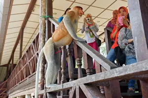 Tours: Proboscis / Long-nosed Monkey - with tourists
