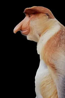 Larvatus: Proboscis / Long-nosed MONKEY - side view of face