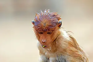 Iarvatus: Proboscis / Long-nosed Monkey - wet