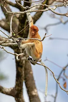 Sarawak: Proboscis / Long-nosed Monkey - young