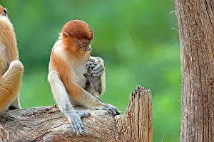 Iarvatus: Proboscis / Long-nosed Monkey - young