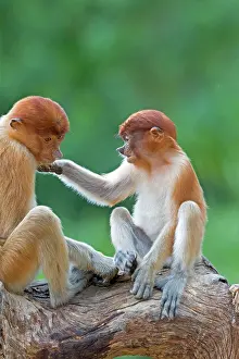 Iarvatus: Proboscis / Long-nosed Monkey - young
