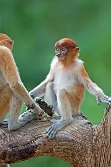 Iarvatus: Proboscis / Long-nosed Monkey - young