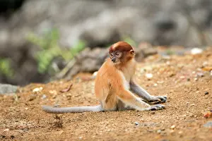 Iarvatus: Proboscis / Long-nosed Monkey - young