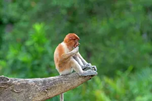 Iarvatus: Proboscis / Long-nosed Monkey - young