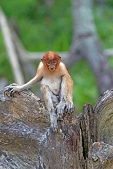 Iarvatus: Proboscis / Long-nosed Monkey - young